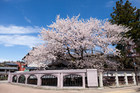 【桜の名所】江名子川沿い！リフォーム済2LDK中古 2021/03/19 12:13:00