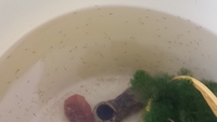 金魚が産卵！！！