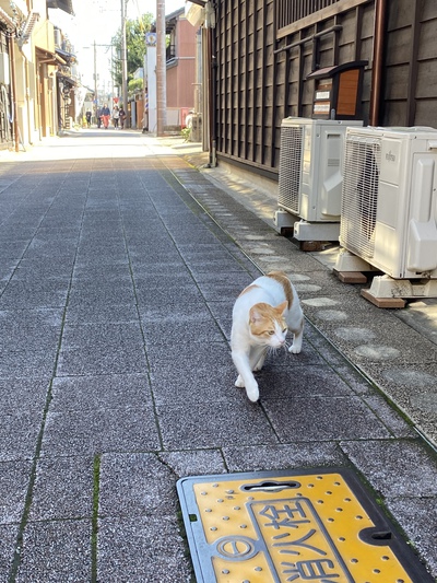 或る日の猫・・・