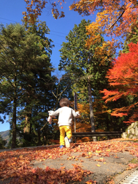 落ち葉たくさん。 2014/11/27 10:29:43