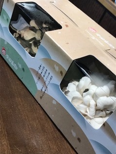 「大きなまいたけいただきました」
