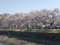思い出の堤防の桜｡❀·̩͙ 2023/04/04 15:32:26