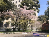 名古屋は桜が咲いてました