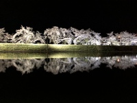 夜桜｡❀ 2023/04/13 16:18:40