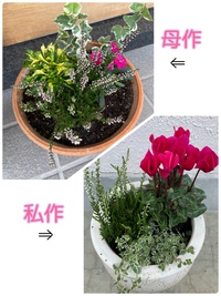 寄せ植えしたくなり❀.*･ﾟ 2022/10/10 15:23:51