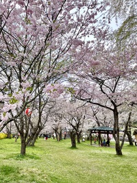 桜野公園