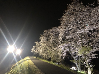 夜桜｡❀