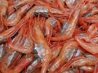 福井三国子持ち甘えび刺身・土佐カツオカルパッチョ・淡路島本サワラ焼き霜刺身‼