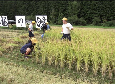 宮田小学校5年生11名が稲刈り体験