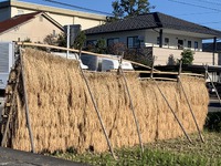 昔ながらのはさ干しの風景 2023/11/15 08:00:00