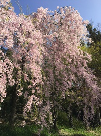 城山でお花見♡ 2017/05/03 08:22:18