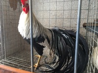 にわとり