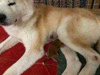 秋田犬の仔犬が産まれました