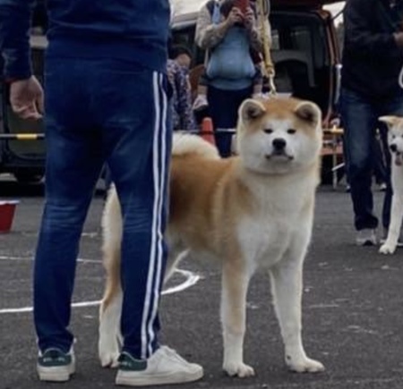 第46回秋田犬保存会東海北陸総支部展覧会 建治旅館ブログ 我が家のペット関連と奥飛騨温泉郷最新情報