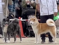 秋田犬保存会第151回本部展覧会