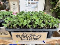 スジなしスナップエンドウ苗