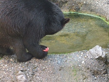 8月のサンタさん！