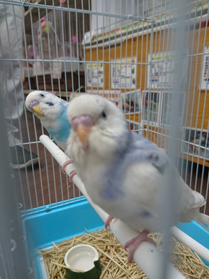 本日のインコ♡