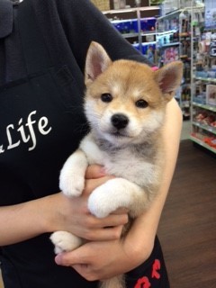 家族が決まりました♪