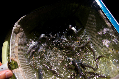 今日の秋神川【岩魚の子供】