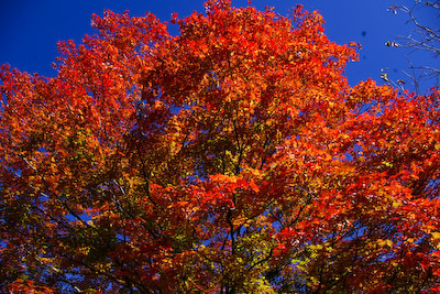 今日の秋神川【燃える紅葉】