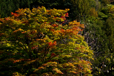 今日の秋神川【紅葉始まる】