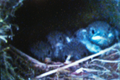 カワガラス日記【全部で何羽？】