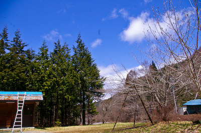 今日の秋神川【桜はいつ？】