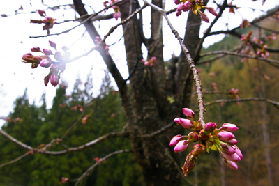 今日の秋神川【いよいよ桜】