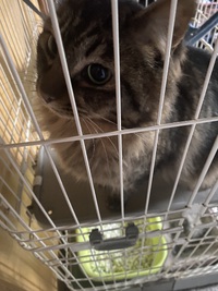 猫の散髪しました 2023/04/26 16:57:16