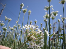 にらの花