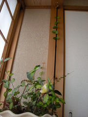 観葉植物