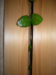 観葉植物