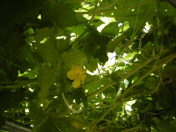 ゴーヤの花