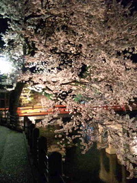 お花見✿夜桜