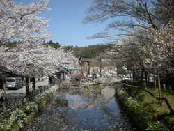 お花見