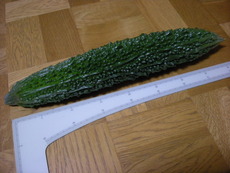 ４０ｃｍ超え