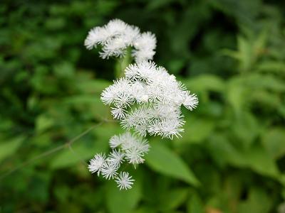 平湯大滝近くにて