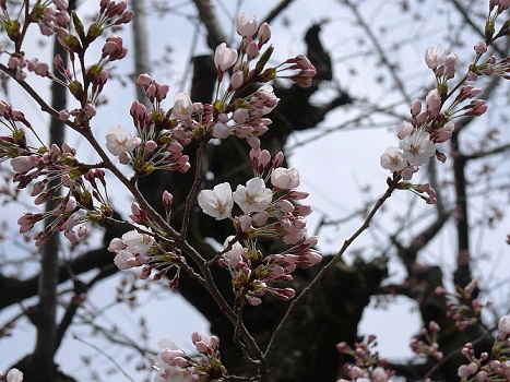 桜が開花しました♪