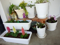 花植えましたぞいっっ！！