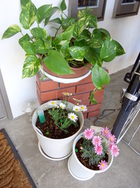花植えましたぞいっっ！！