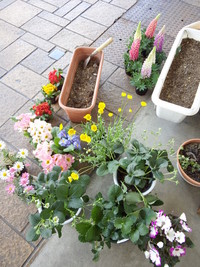 花植えましたぞいっっ！！