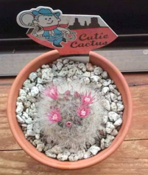 サボテンの花