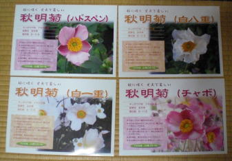 秋明菊