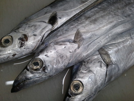 太刀魚！！