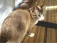 今日は猫の日