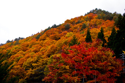 紅葉日記