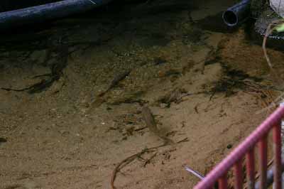岩魚のペアリング