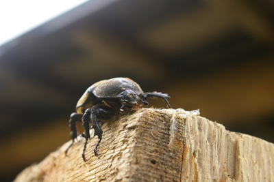 カブトムシに仰天