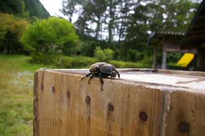 カブトムシに仰天